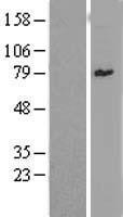 ZNF96 (ZSCAN12) Human Over-expression Lysate