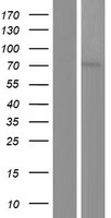 PRMT5 Human Over-expression Lysate
