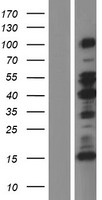 MAP2 Human Over-expression Lysate
