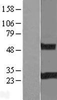 RGS19 Human Over-expression Lysate
