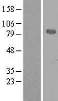MPEG1 Human Over-expression Lysate