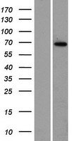 ZBTB7C Human Over-expression Lysate
