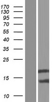 BOLA2B Human Over-expression Lysate