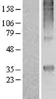 GPCR MRGE (MRGPRE) Human Over-expression Lysate