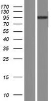 TRIM71 Human Over-expression Lysate