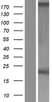 ARL17B Human Over-expression Lysate