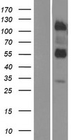 LRTM2 Human Over-expression Lysate