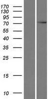 C17orf47 Human Over-expression Lysate