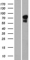 GOLGA6 (GOLGA6A) Human Over-expression Lysate