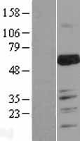 MARVELD2 Human Over-expression Lysate
