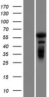 GAB4 Human Over-expression Lysate