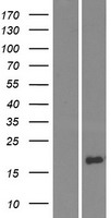 DEFB130A Human Over-expression Lysate