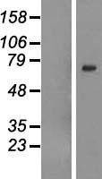 GALNTL6 Human Over-expression Lysate