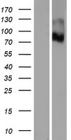 PTCHD3 Human Over-expression Lysate