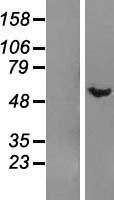 DMAP1 Human Over-expression Lysate