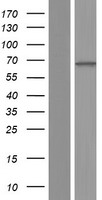 CNGA4 Human Over-expression Lysate
