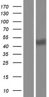 Galactosylceramidase (GALC) Human Over-expression Lysate