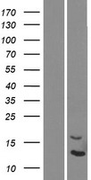 DEFB124 Human Over-expression Lysate