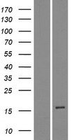 DEFB114 Human Over-expression Lysate