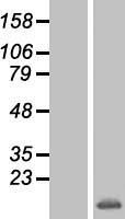 DYNLL1 Human Over-expression Lysate