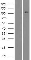 CDKL5 Human Over-expression Lysate