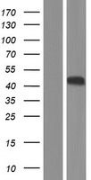 Sex Hormone Binding Globulin (SHBG) Human Over-expression Lysate