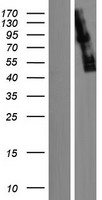 Striatin 4 (STRN4) Human Over-expression Lysate