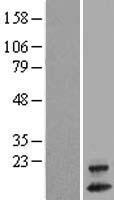 OXLD1 Human Over-expression Lysate