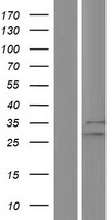 CHIC1 Human Over-expression Lysate