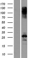 CBLN3 Human Over-expression Lysate