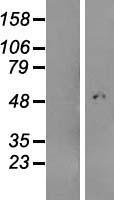 C4orf29 (ABHD18) Human Over-expression Lysate