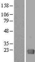 GAGE1 Human Over-expression Lysate
