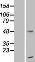TMEM70 Human Over-expression Lysate