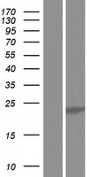 U2AF1L3 (U2AF1L4) Human Over-expression Lysate