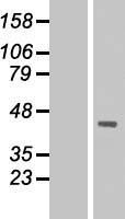 DMRTC2 Human Over-expression Lysate
