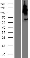 TBC1D3G Human Over-expression Lysate