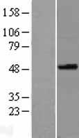 SPOCK3 Human Over-expression Lysate