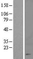 CHTF8 Human Over-expression Lysate