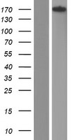 ARAP1 Human Over-expression Lysate