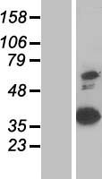 Annexin VIII (ANXA8) Human Over-expression Lysate