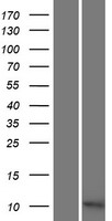 C11orf94 Human Over-expression Lysate