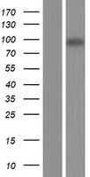 KIF18B Human Over-expression Lysate