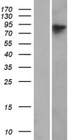 WHAMM Human Over-expression Lysate