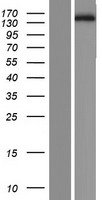 STYXL2 Human Over-expression Lysate