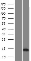 BEX4 Human Over-expression Lysate