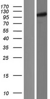 UNK unkempt (UNK) Human Over-expression Lysate
