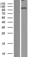 SAPAP3 (DLGAP3) Human Over-expression Lysate