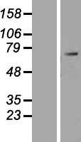 NOBOX Human Over-expression Lysate