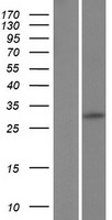 C12orf71 Human Over-expression Lysate