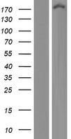 ECM29 (KIAA0368) Human Over-expression Lysate